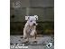 PoulaTo: Αμερικανικό Stafford Terrier κουτάβια