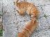 PoulaTo: SHAR PEI