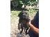 PoulaTo: Cane corso - Kάνε κόρσο