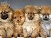 PoulaTo: Pomeranian mini