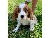 PoulaTo: Χαριτωμένα και λατρευτά κουτάβια Cavalier King Charles Spaniel προς πώ...
