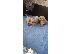 PoulaTo: Maltipoo