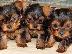 PoulaTo: Ποιότητα Tiny Yorkie κουτάβια