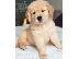 PoulaTo: Πωλούνται κουτάβια Golden Retriever.