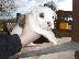 PoulaTo: Pit bull