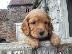 PoulaTo: Cocker Spaniel καθαροαιμα ΑΘΗΝΑ 6979314054