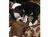 PoulaTo: boston terrier - τεριε βοστωνης
