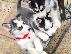 PoulaTo: Κουτάβια Siberian Husky Whatsapp/Viber +48785742139