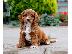 PoulaTo: Κουτάβια Cavapoo