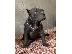PoulaTo: American Bully Exotic Micro κουτάβια