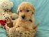 PoulaTo: X μάζα τεριέ Golden Retriever