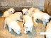 PoulaTo: Κουτάβια Λαμπραντόρ/ Labrador puppies