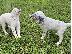 PoulaTo: Αγγλικά Σέτερ (English Setter)
