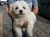 PoulaTo: Maltese