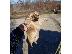 PoulaTo: Pekingese