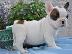 PoulaTo: Γλυκά μικρά κουτάβια Pomeranian