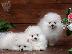 PoulaTo: Pomeranian toy