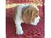 PoulaTo: Διαθέσιμα όμορφα κουτάβια Beagle