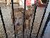 PoulaTo: pit bull red nose