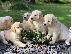 PoulaTo: Υπέροχα κουτάβια Golden Retriever