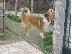 PoulaTo: Βασιλικά κουτάβια collie από σπίτι