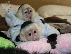PoulaTo: Diathésimes pithíkous aby Marmoset kai Capuchin