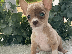 PoulaTo: Chihuahua toy