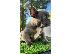 PoulaTo: French bulldog Blue