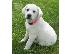 PoulaTo: Κουτάβια Λαμπραντόρ/ Labrador puppies Κουτάβια Λαμπραντόρ/ Labrador puppies....