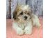 PoulaTo: Όμορφα κουτάβια Shih Tzu