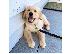 PoulaTo: Lovely Golden retriever κουτάβια Διαθέσιμο προς πώληση.