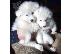 PoulaTo: Samoyed Diathésima arseniká kai thilyká.