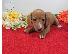PoulaTo: Κουτάβια Dachshunds.