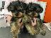 PoulaTo: Yorkshire terrier κουτάβια
