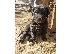 PoulaTo: Cane corso/Κανε κορσο