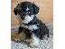 PoulaTo: Schnauzer mini - Σνάουτσερ μινι