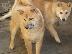 PoulaTo: Shiba Inu κουτάβια προς πώληση