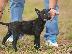 PoulaTo: Dutch Shepherd κουτάβια προς πώληση