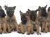 PoulaTo: Malinois – Μαλινουά