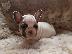 PoulaTo: French Bulldogs Available