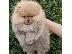 PoulaTo: Pomeranian Spitz κουτάβια