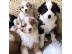 PoulaTo: Κουτάβια Border Collie.Whatsapp/Viber +48785742139