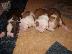 PoulaTo: Πανέμορφα κουταβάκια American Staffordshire Terrier