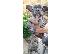 PoulaTo: French bulldog Blue