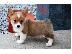 PoulaTo: Κουτάβια Pembroke Welsh Corgi