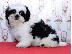 PoulaTo: Shih Tzu κουτάβια προς πώληση