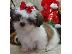 PoulaTo: Τα γλυκά κουτάβια Shih Tzu
