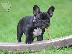 PoulaTo: Γαλλικο μπουλντογκ - French bulldog