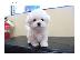 PoulaTo: Μαλτεζ μινι - Maltese mini