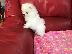 PoulaTo: Όμορφα κουτάβια Pomeranian